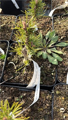 Pinus mugo Wood Pillar 4150 - фото 17415