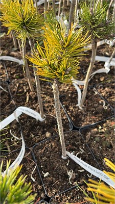 Pinus mugo Filips Lucky Star 4152 - фото 17421