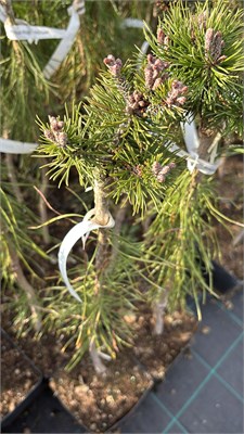 Pinus mugo Denys Dwarf 4153 - фото 17422