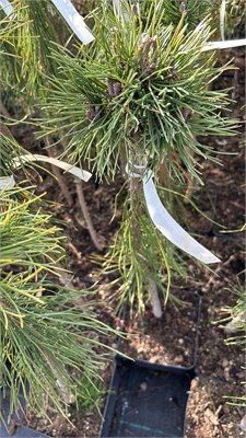 Pinus mugo Mopslik 4154 - фото 17423