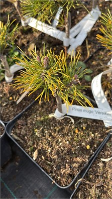 Pinus mugo Vereikeii 4156 - фото 17426