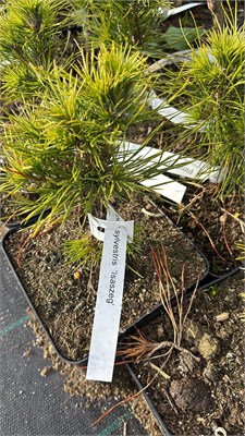 Pinus sylvestris Isaszeg 4157 - фото 17427