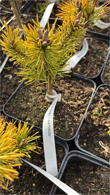 Pinus mugo Laarheide 4158 - фото 17428