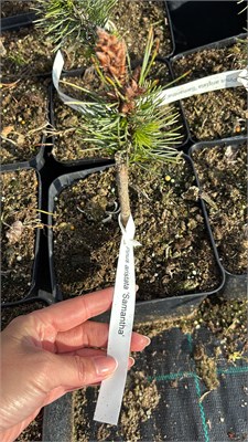 Pinus aristata Samatha 4159 - фото 17429