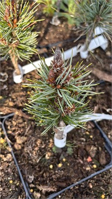 Pinus aristata Betwixt 4160 - фото 17430