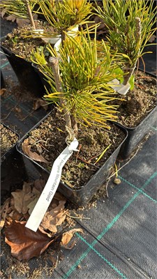 Pinus pungens Mountain Gold 4161 - фото 17431