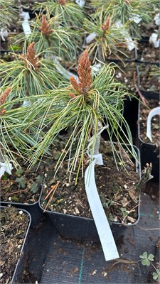 Pinus koraiensis Golden Eye 4163 - фото 17433