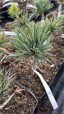 Pinus koraiensis Xexenbessen 4073 - фото 17436