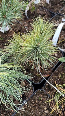 Pinus strobus Soft Touch 4165 - фото 17438
