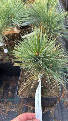 Pinus strobus Blue Maltese 4166 - фото 17439