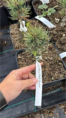 Pinus parviflora Pent Azume 4167 - фото 17440