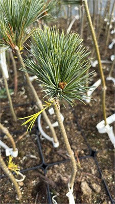 Pinus koraiensis Amba 4170 - фото 17443