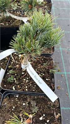 Pinus koraiensis Blue Ball 4171 - фото 17444
