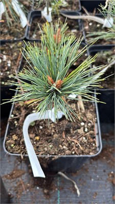 Pinus strobus Quills Pig 4172 - фото 17445