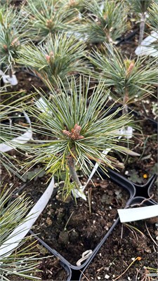 Pinus koraiensis Baishan 4173 - фото 17446