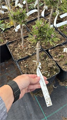 Pinus mugo Gnom WB 4174 - фото 17447