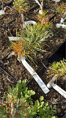 Pinus banksiana Tuckers Dwarf 4176 - фото 17449