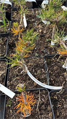 Pinus banksiana Hobi 4177 - фото 17450