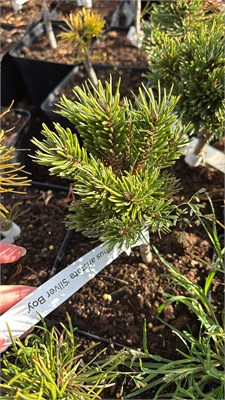 Pinus aristata Silver Boy 4178 - фото 17451