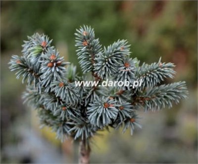 Picea mariana Normann Road 4181 - фото 17454