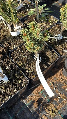 Picea abies Hubal 4182 - фото 17455