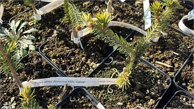 Picea abies Acrocona Yellow KNB 4183 - фото 17463