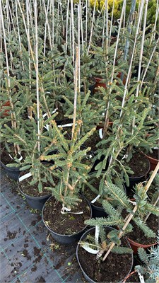 Picea abies Emerald Lake 4184 - фото 17464