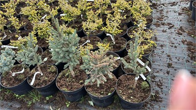 Picea glauca Estonia 4186 - фото 17472