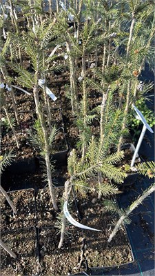 Picea abies Pusch 1 4188 - фото 17474