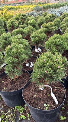 Pinus densiflora Edsal Wood 4189 - фото 17475