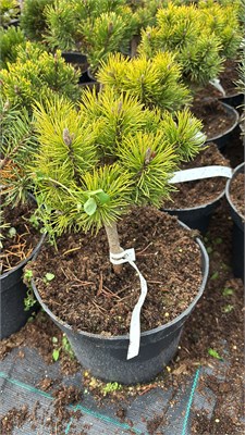 Pinus mugo Jas 2 4191 - фото 17477