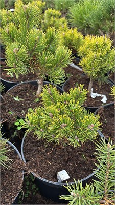 Pinus mugo Golden Nugget 4192 - фото 17478