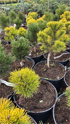 Pinus mugo Helmers Gold 4193 - фото 17479
