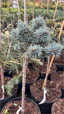 Picea pungens Mist 4194 - фото 17480