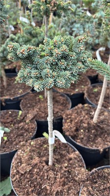Ель сизая Милфорд на штамбе (Picea glauca Milford) 3849 - фото 17481