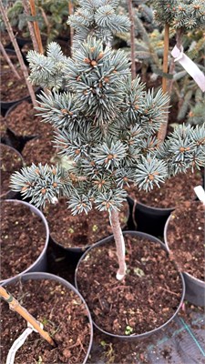 Picea pungens Hradec Kralove 4195 - фото 17482