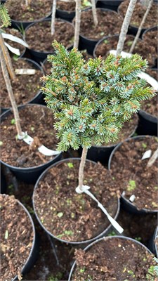 Picea omorika Veznice 4196 - фото 17484