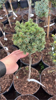 Picea glauca Tiny 4197 - фото 17485