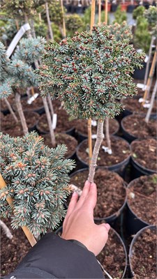 Picea omorika Picobello Sport 4198 - фото 17486