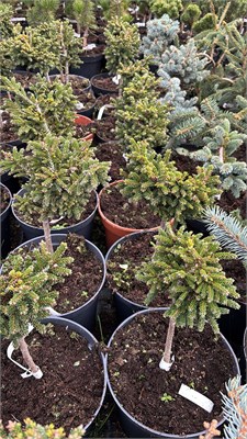 Picea orientalis Holubec 4199 - фото 17487