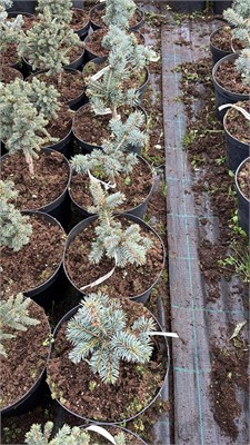 Picea pungens Orava 4200 - фото 17488