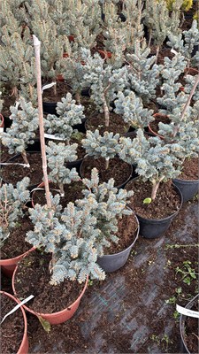 Picea pungens Gotelli 4201 - фото 17489