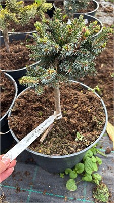 Picea omorika Anrath 4202 - фото 17490