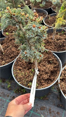 Picea sitchensis Saturnus 4203 - фото 17491