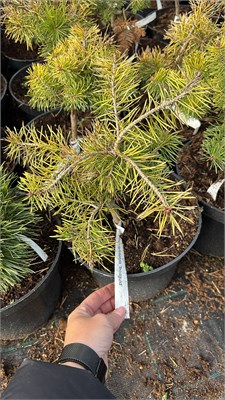 Pinus sylvestris Trollguld 4204 - фото 17492