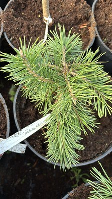 Pinus nigra Rogow 4205 - фото 17493
