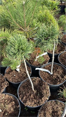 Pinus mugo Kouty 4207 - фото 17495