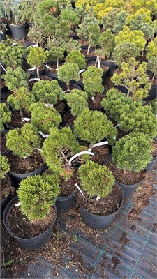 Pinus mugo Fosal Wood 4208 - фото 17496