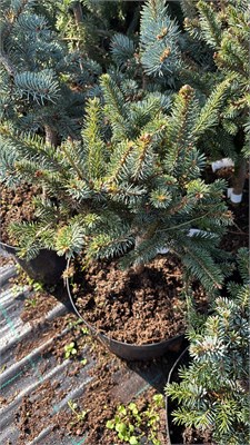 Picea sitchensis Contorta 4209 - фото 17497