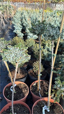 Picea omorika Frondenberg 4210 - фото 17498